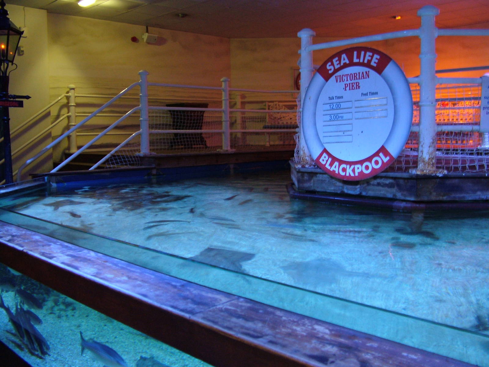 Ray tank at Blackpool SeaLife Centre 27/03/10