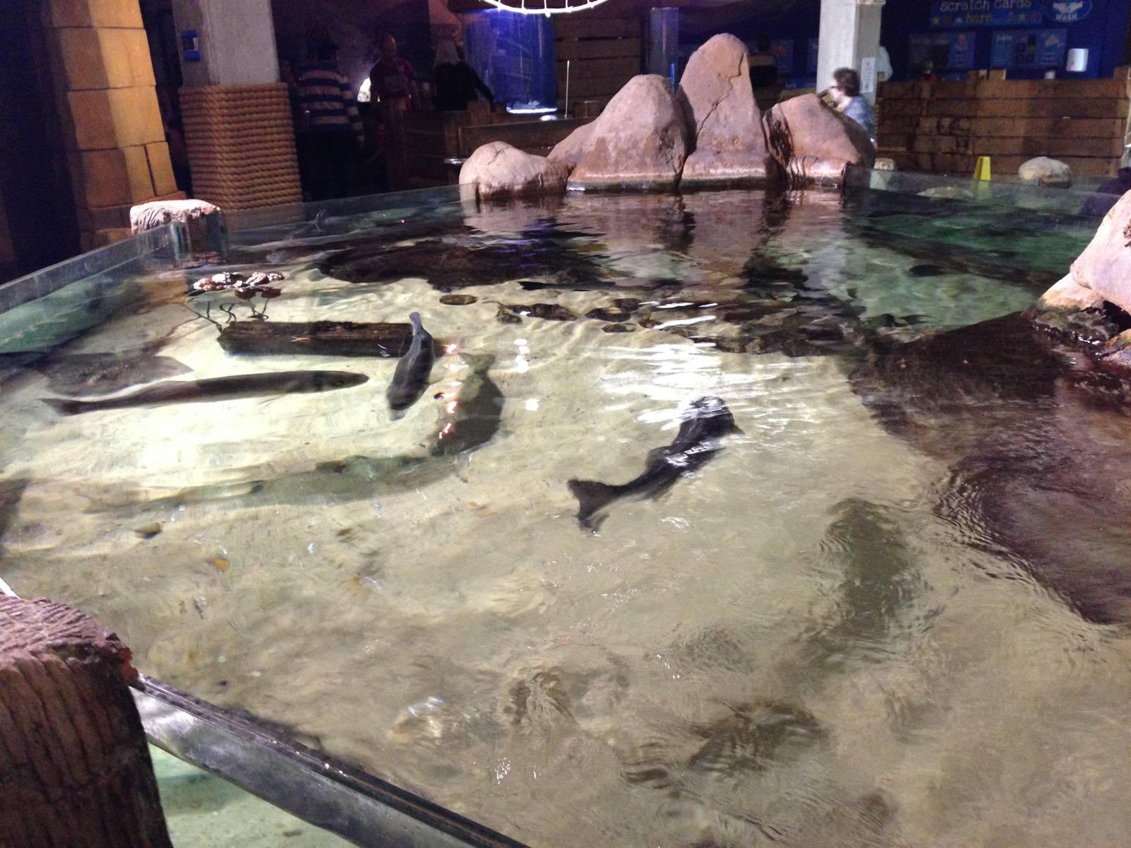 Ray Tank at Blue Planet Aquarium - 05/10/2013