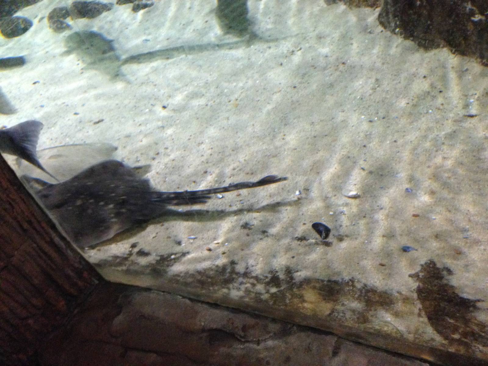 Ray Tank at Blue Planet Aquarium - 05/10/2013
