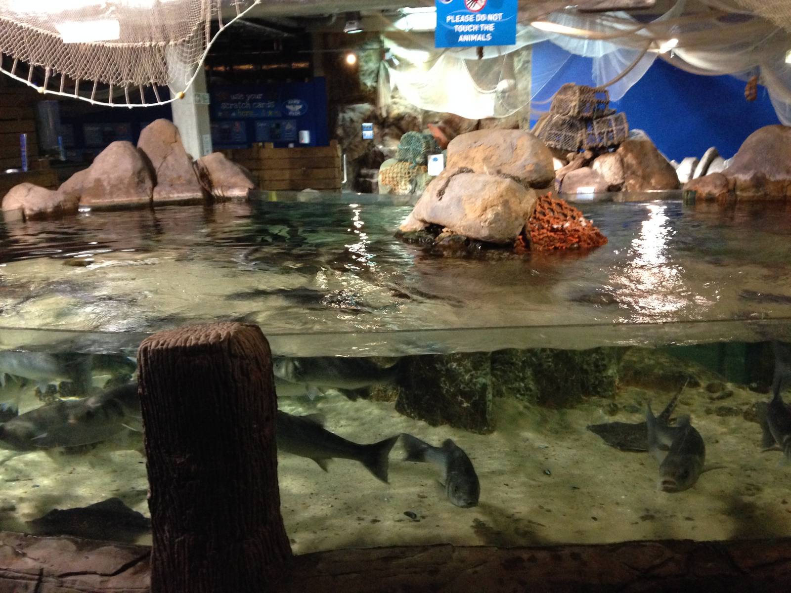 Ray Tank at Blue Planet Aquarium - 05/10/2013