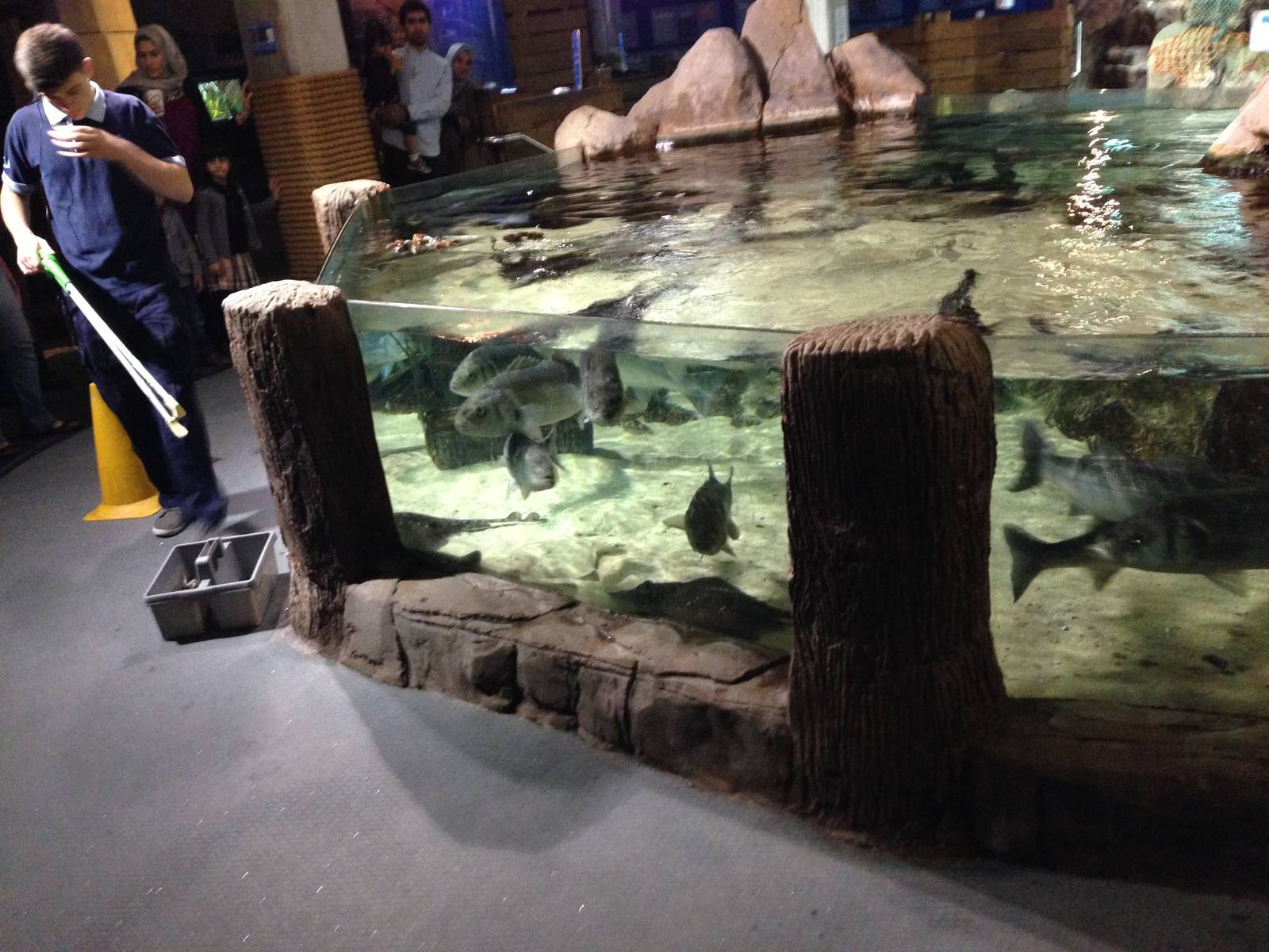 Ray Tank at Blue Planet Aquarium - 05/10/2013