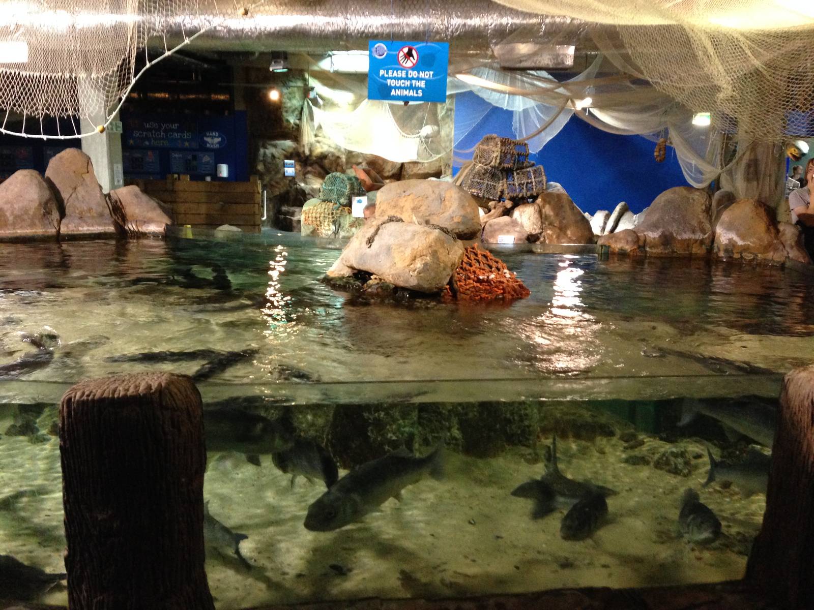 Ray Tank at Blue Planet Aquarium - 05/10/2013