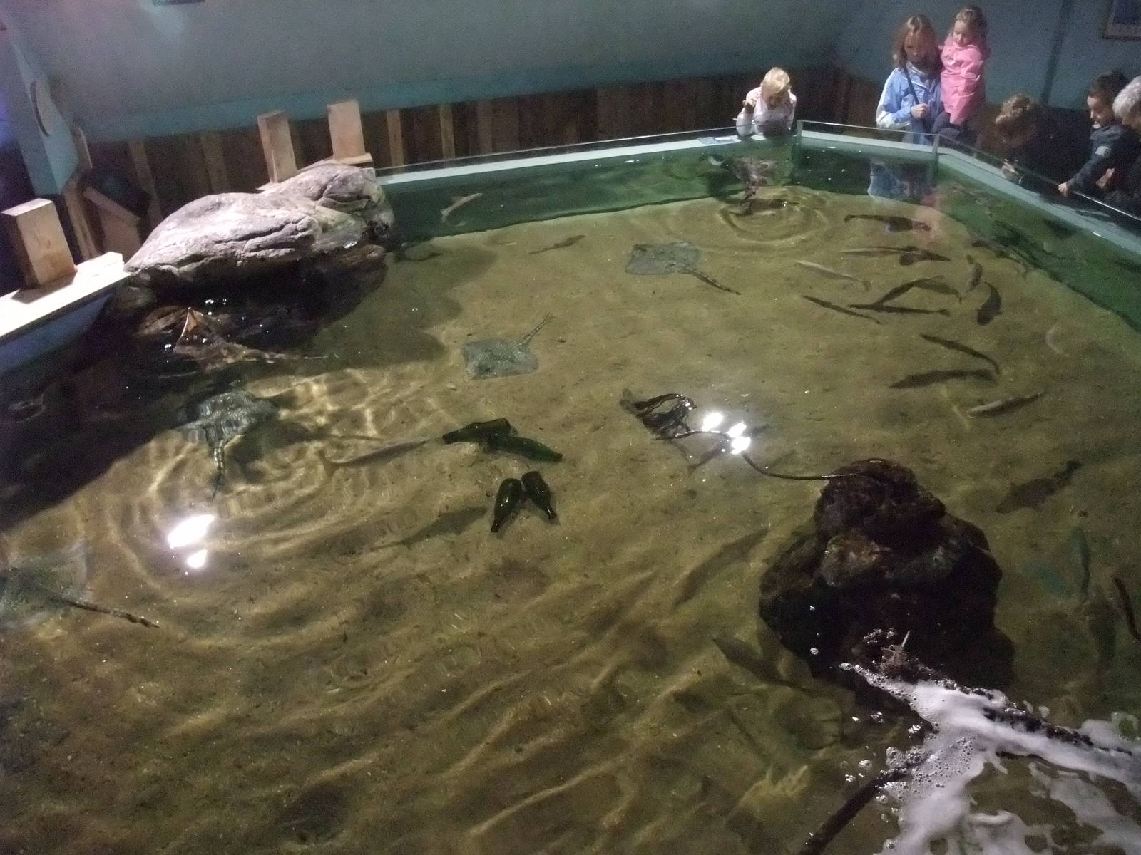 Ray tank at Rhyl SeaQuarium 04/05/09