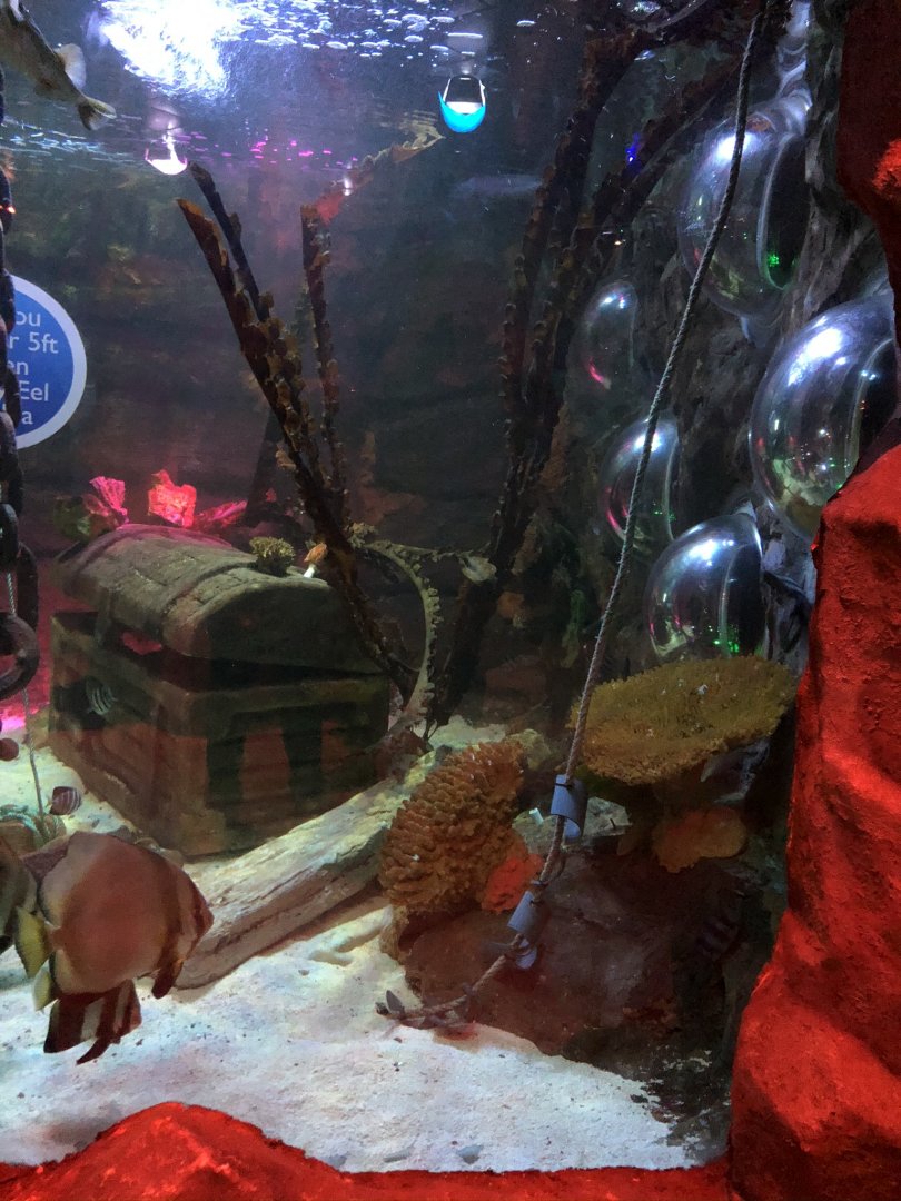 Ray Tank (?) at SEA LIFE Blackpool (2019)