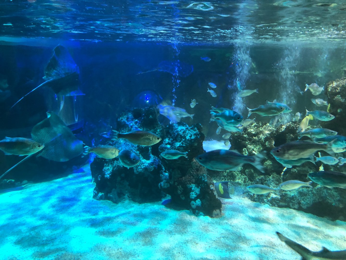 Ray Tank at SEA LIFE Blackpool (2019)