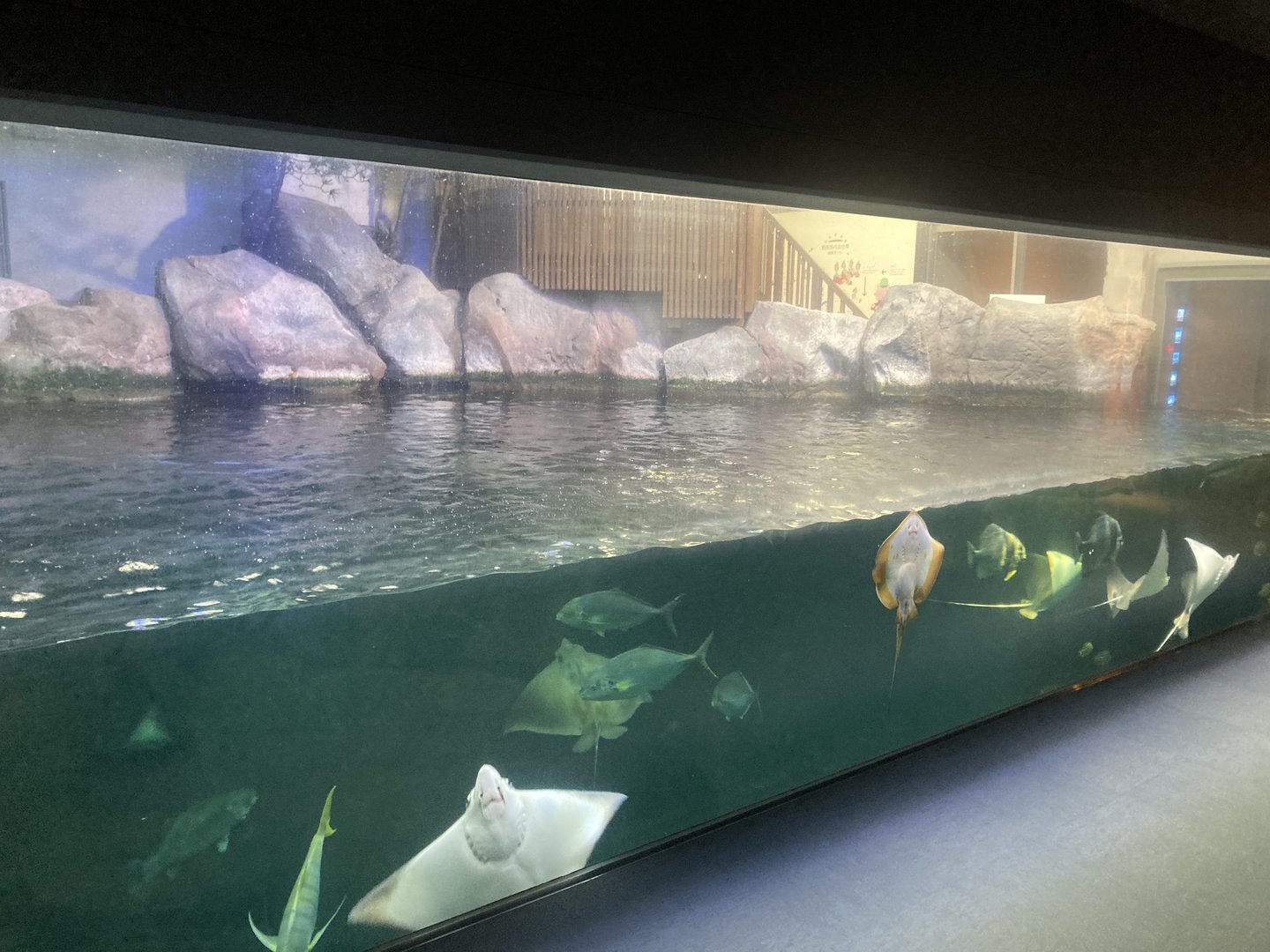 Ray tank from middle viewing area