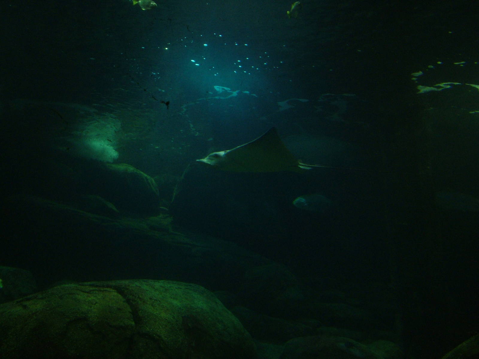 Ray Tank in Burgers Ocean at Burgers Zoo Arnhem, 29/08/10