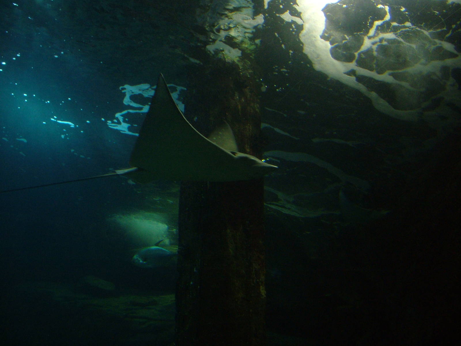 Ray Tank in Burgers Ocean at Burgers Zoo Arnhem, 29/08/10