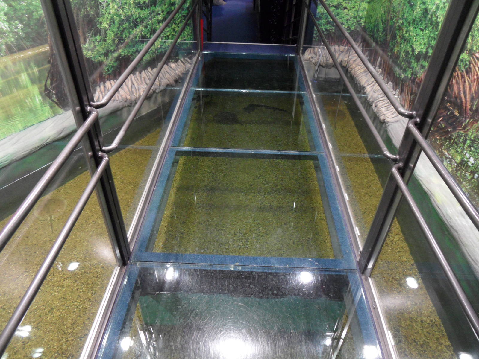Ray tank with glass bridge