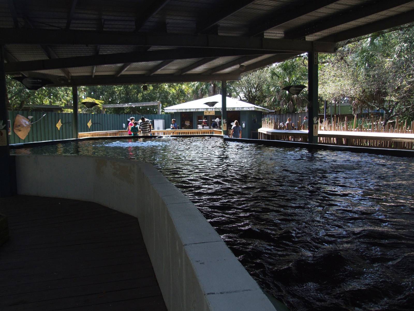 Ray Touch Pool at Lowry Park, 13/10/13