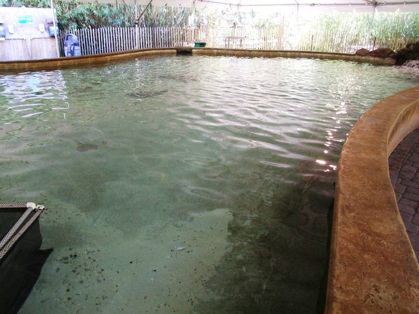 Ray Touch-tank at Jacksonville, 10/10/13