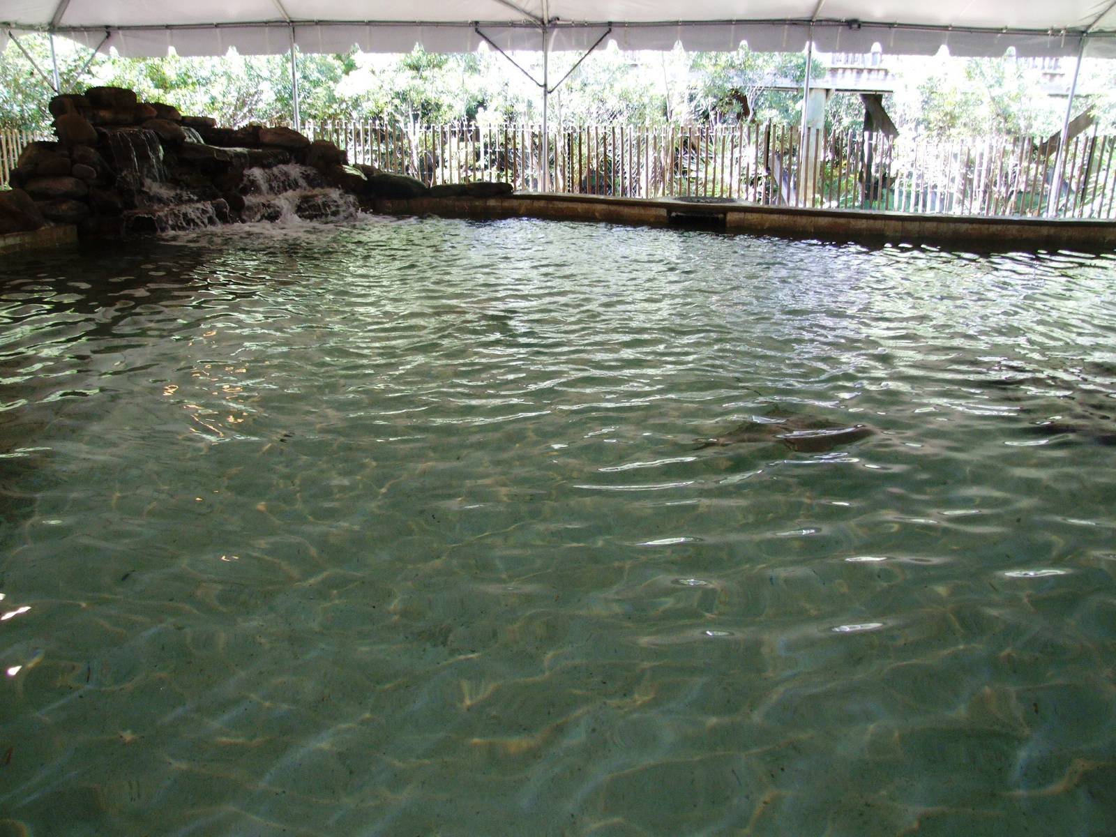 Ray Touch-tank at Jacksonville, 10/10/13