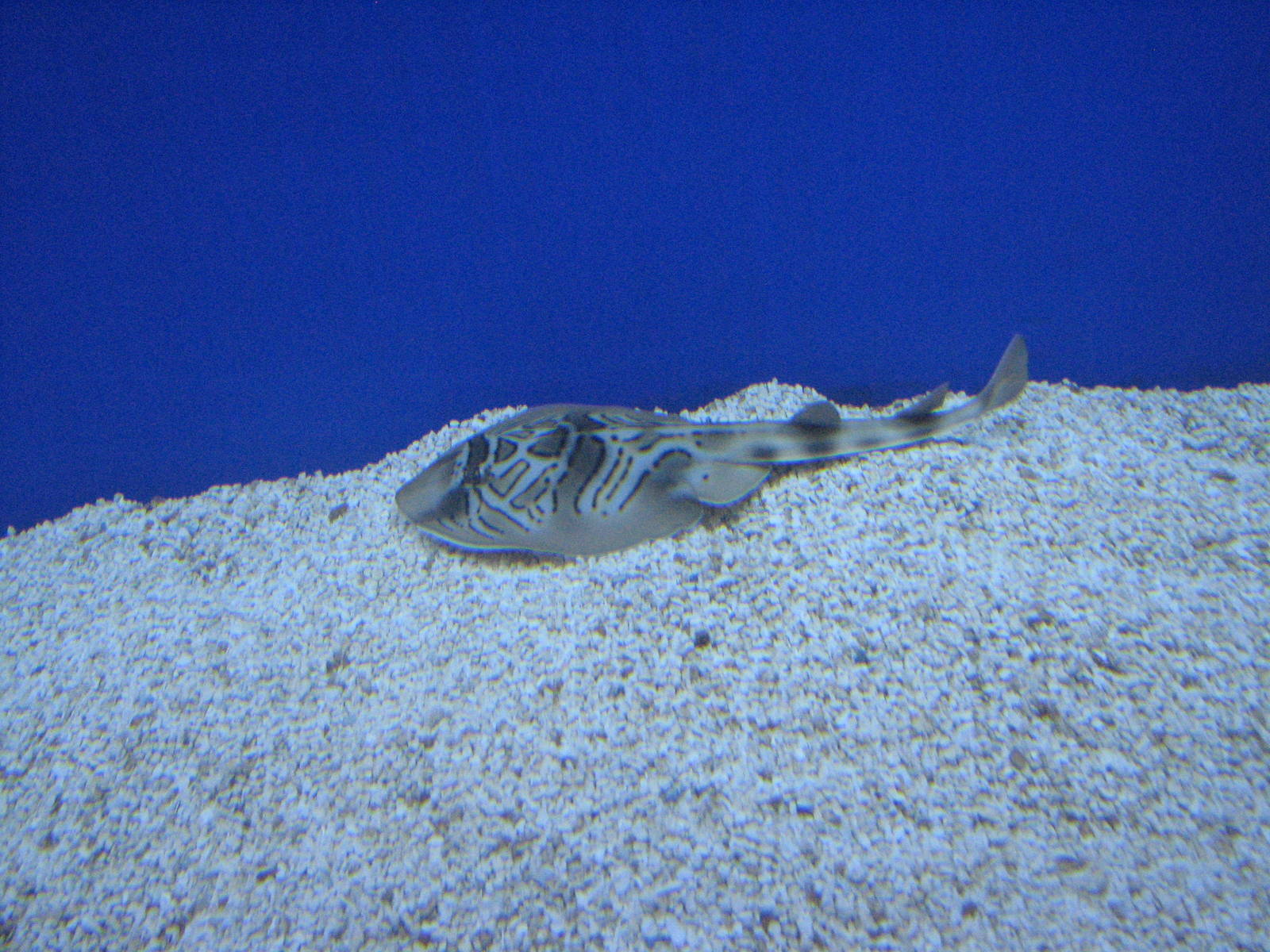 Ray -Wildlife World Zoo