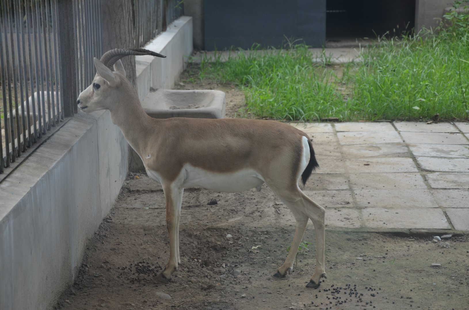 Rayol/Gazella yarkandensis