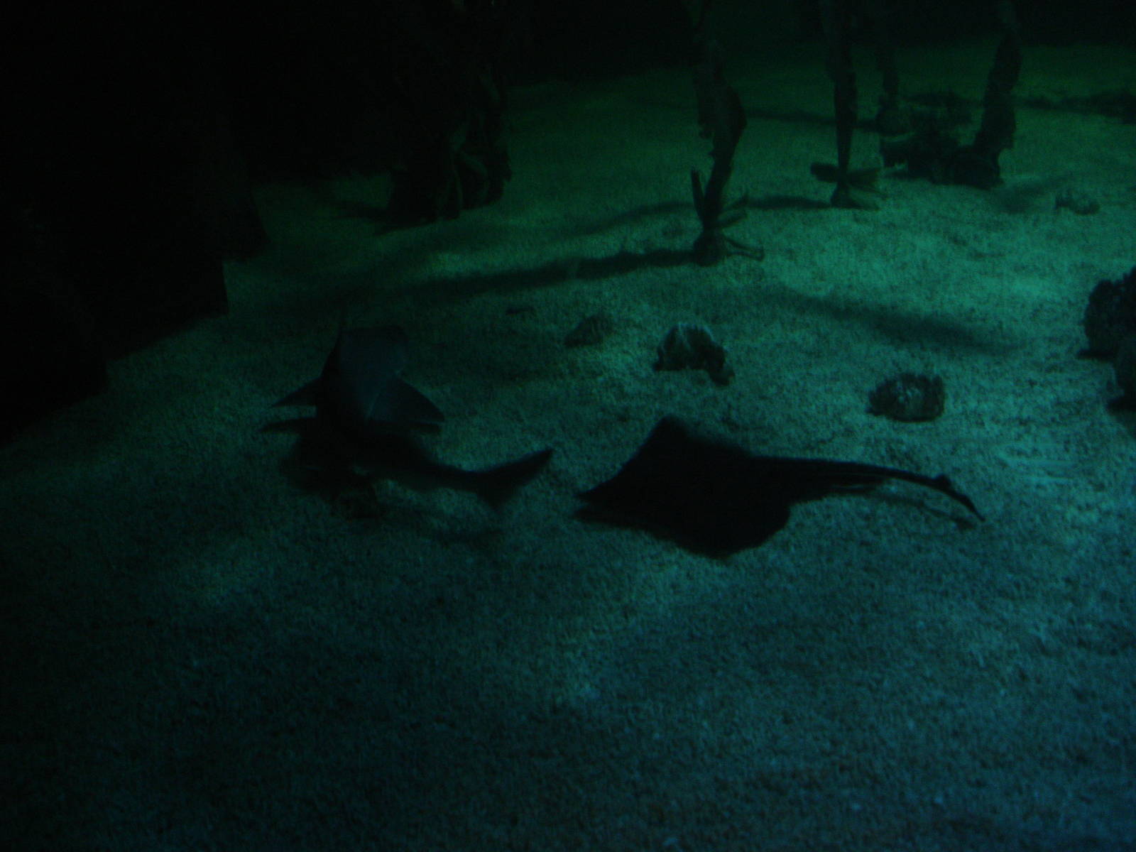 Rays and sharks