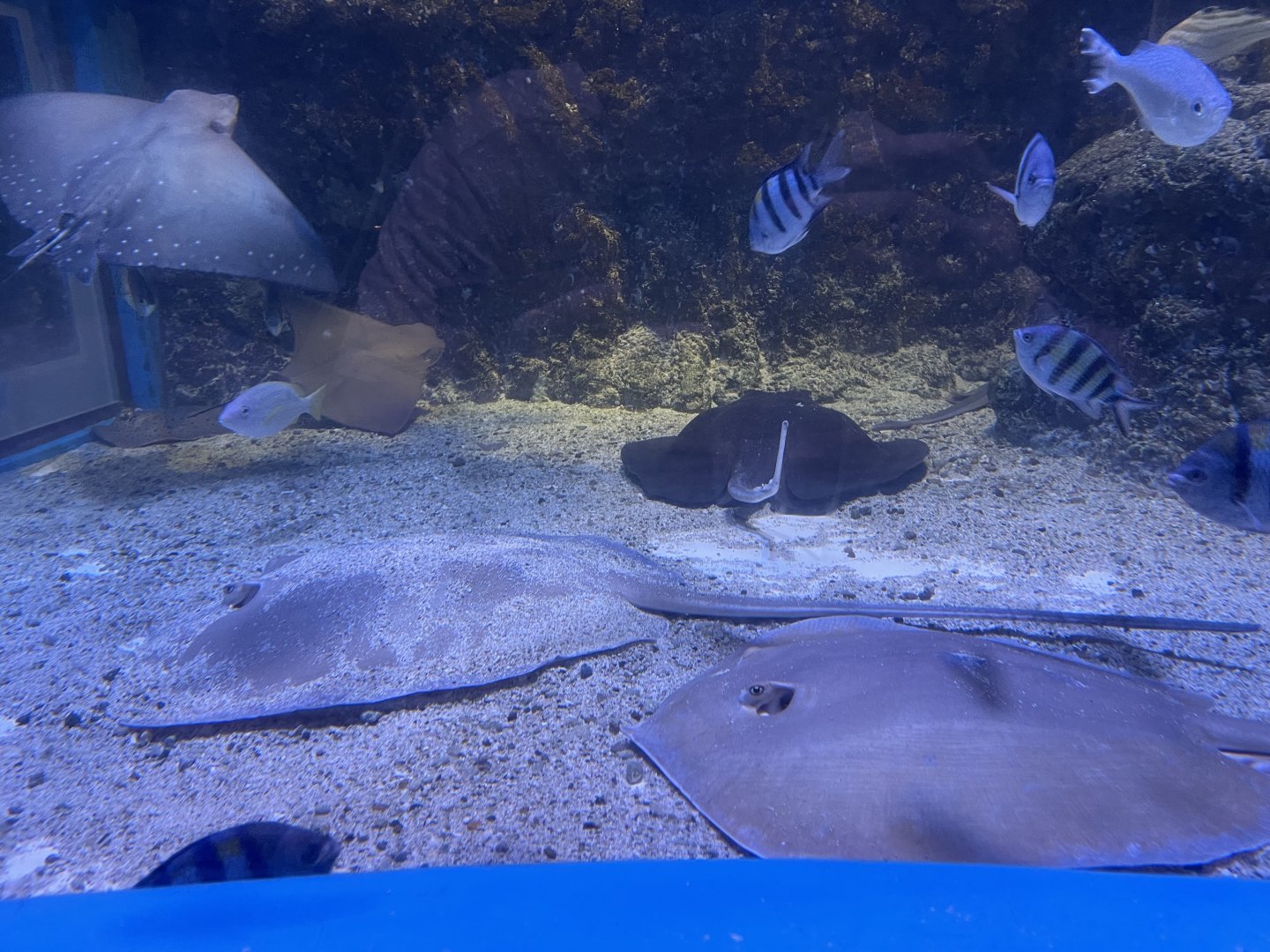 rays at the nursery of the sea tank