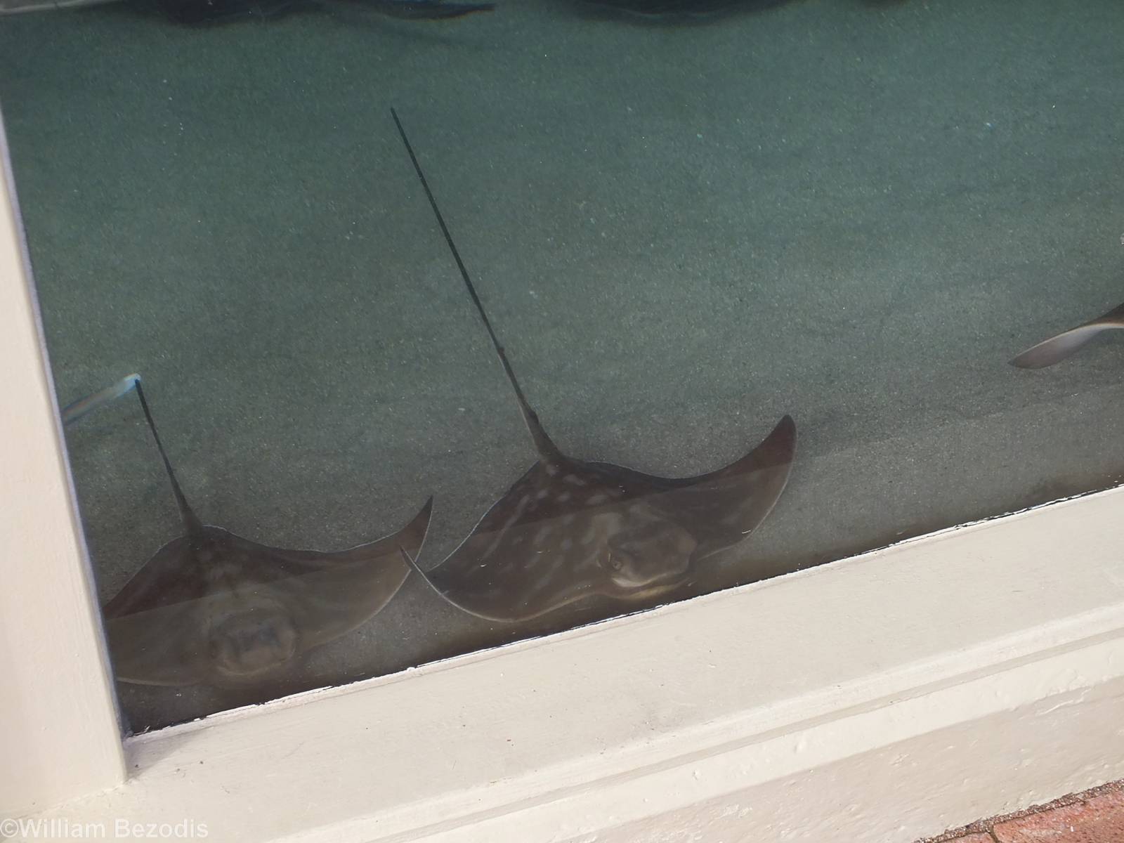 Rays in Marine ARC (Animal Rehabilitation Centre)