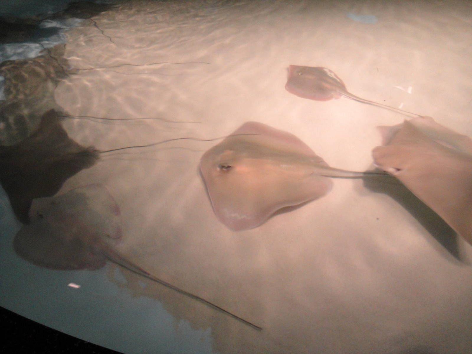 Rays in the a Touch Exhibit