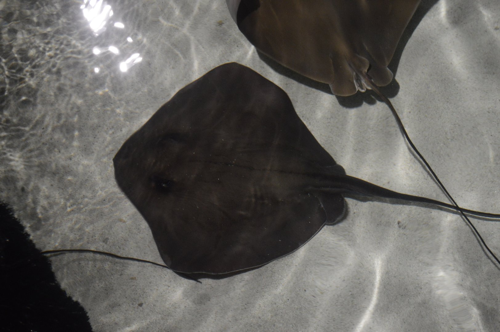 Rays Touch Tank - Atlantic Stingray (Hypanus sabinus)