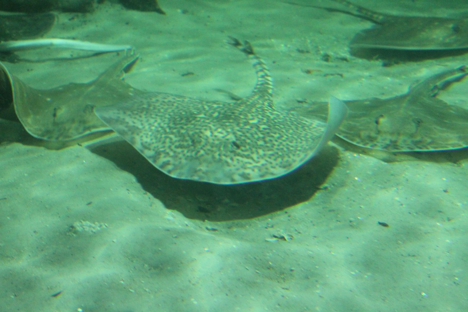 Rays
