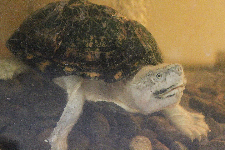 Razor-backed musk turtle (Sternotherus carinatus) - Private facility