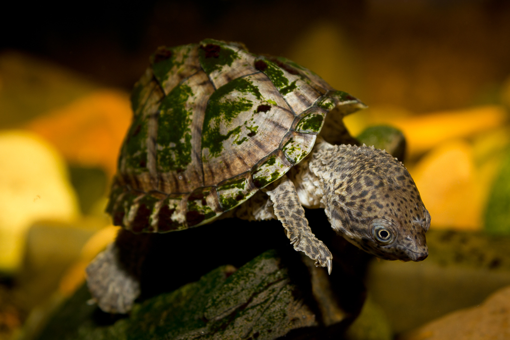 Razor-backed musk turtle - Sternotherus carinatus