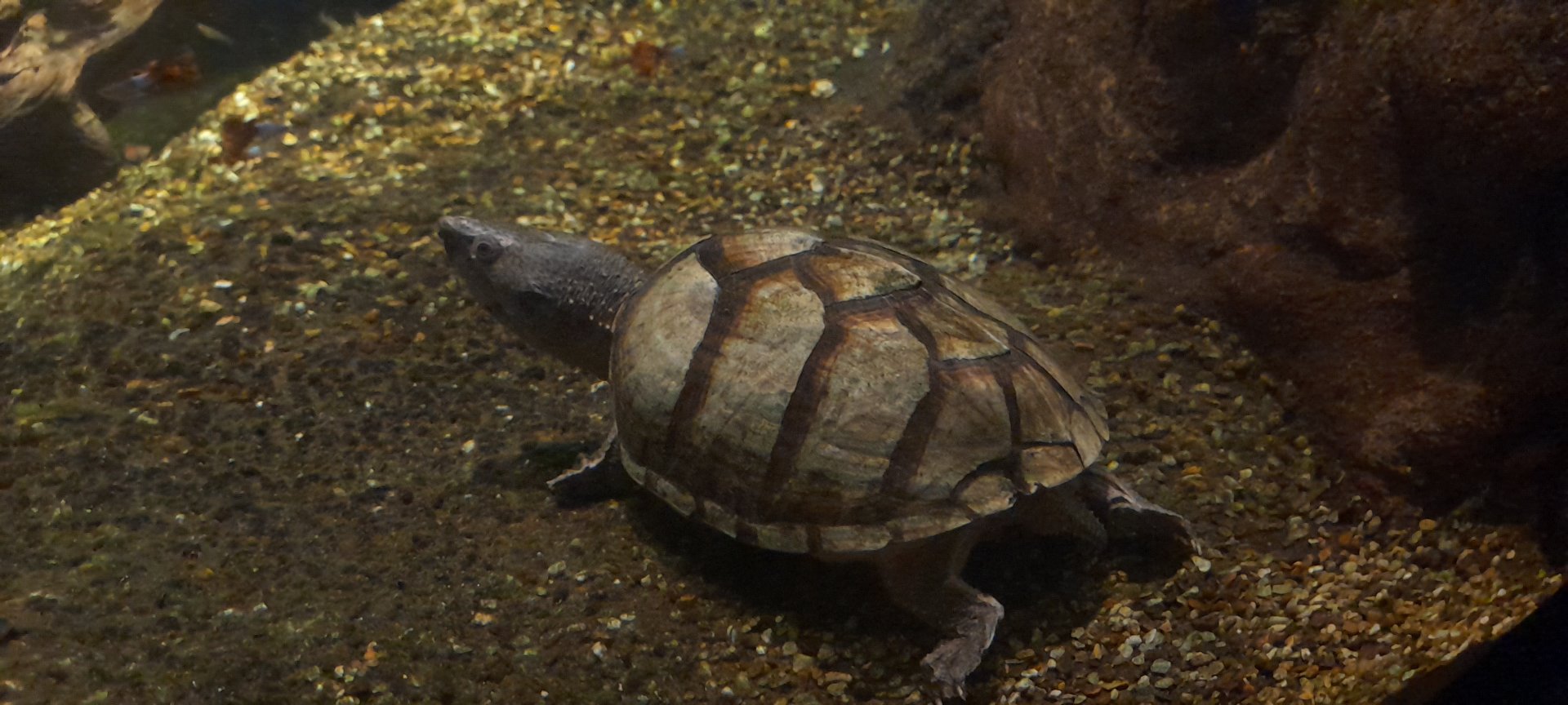 Razor-backed musk turtle (Sternotherus carinatus)