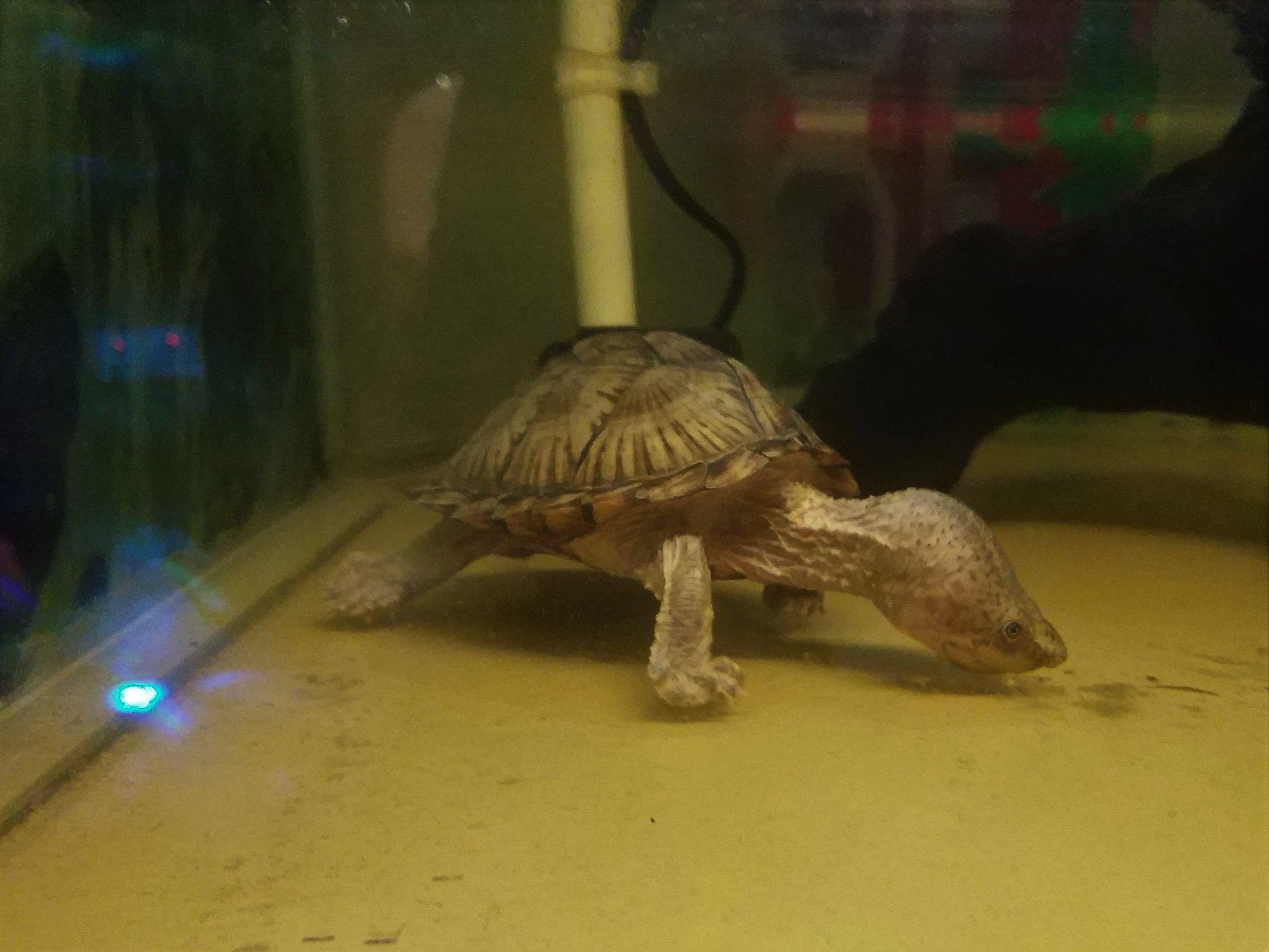 Razor-backed Musk Turtle