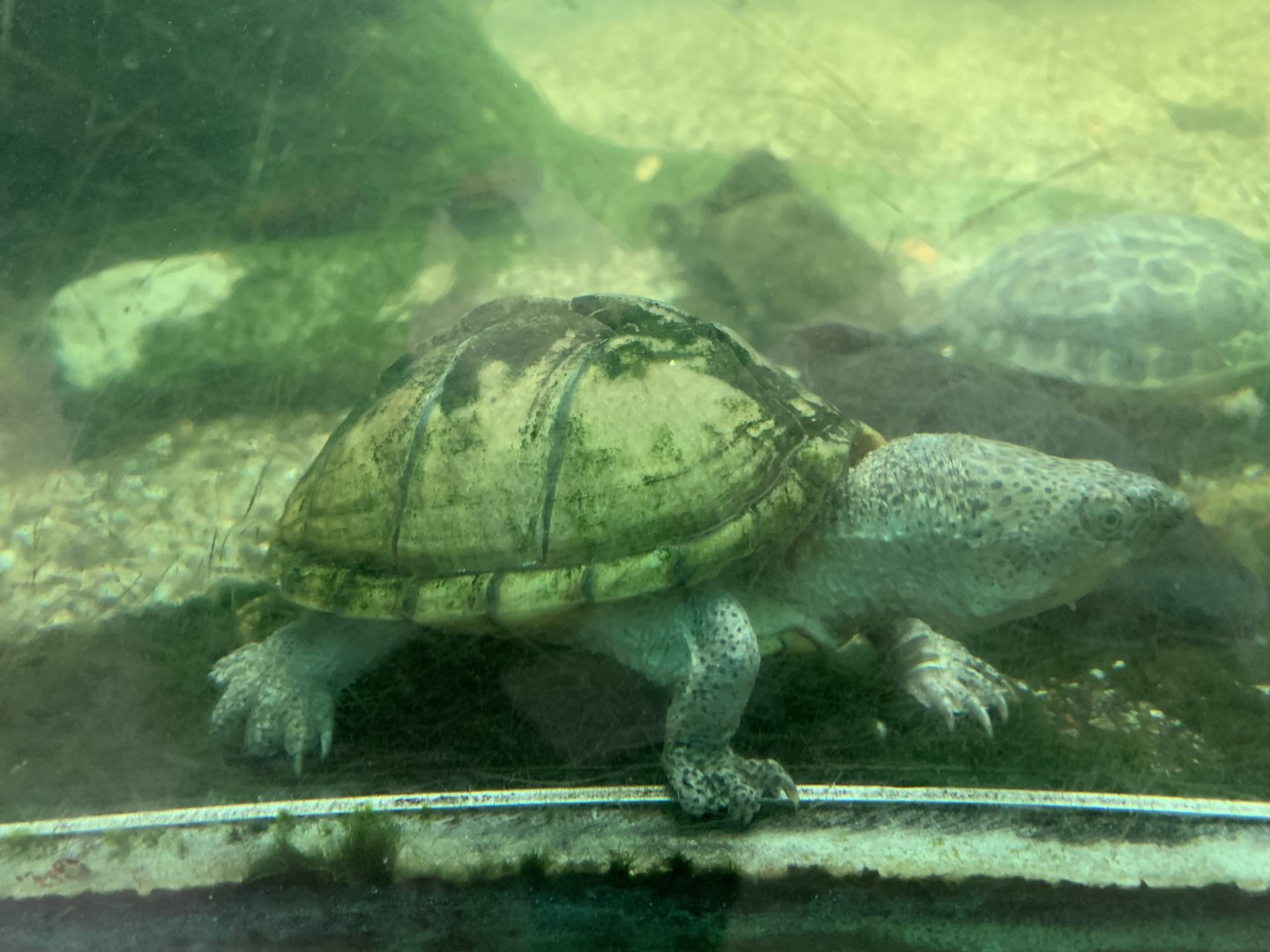 Razor-backed musk turtle