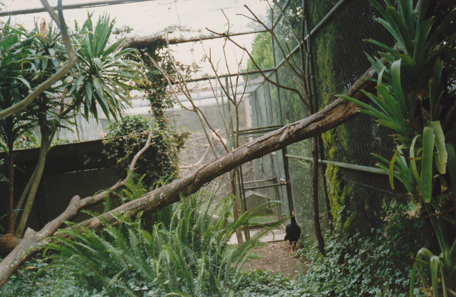 razor-billed curassow aviary