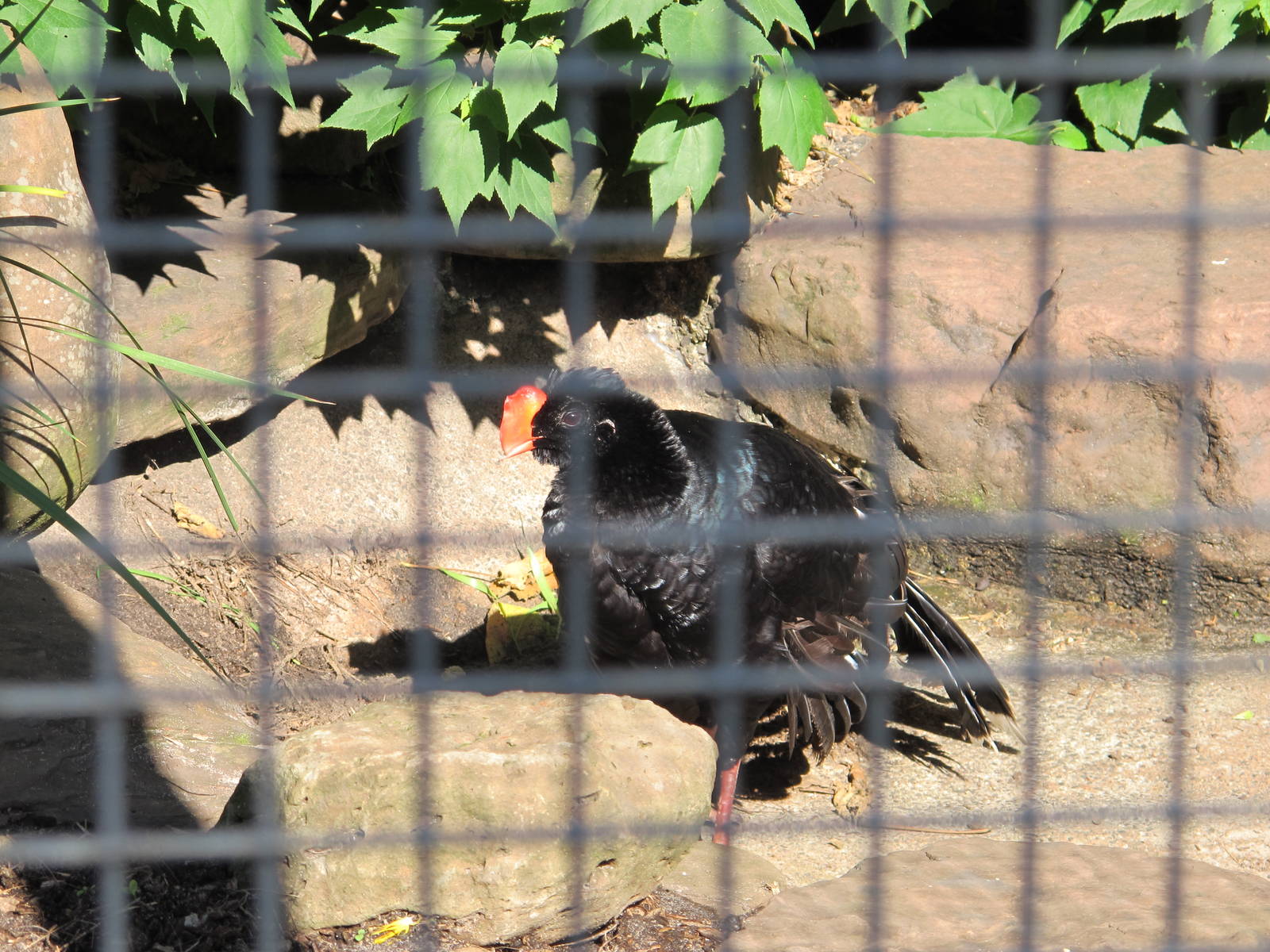Razor-billed Curassow - Melbourne Zoo April 2013