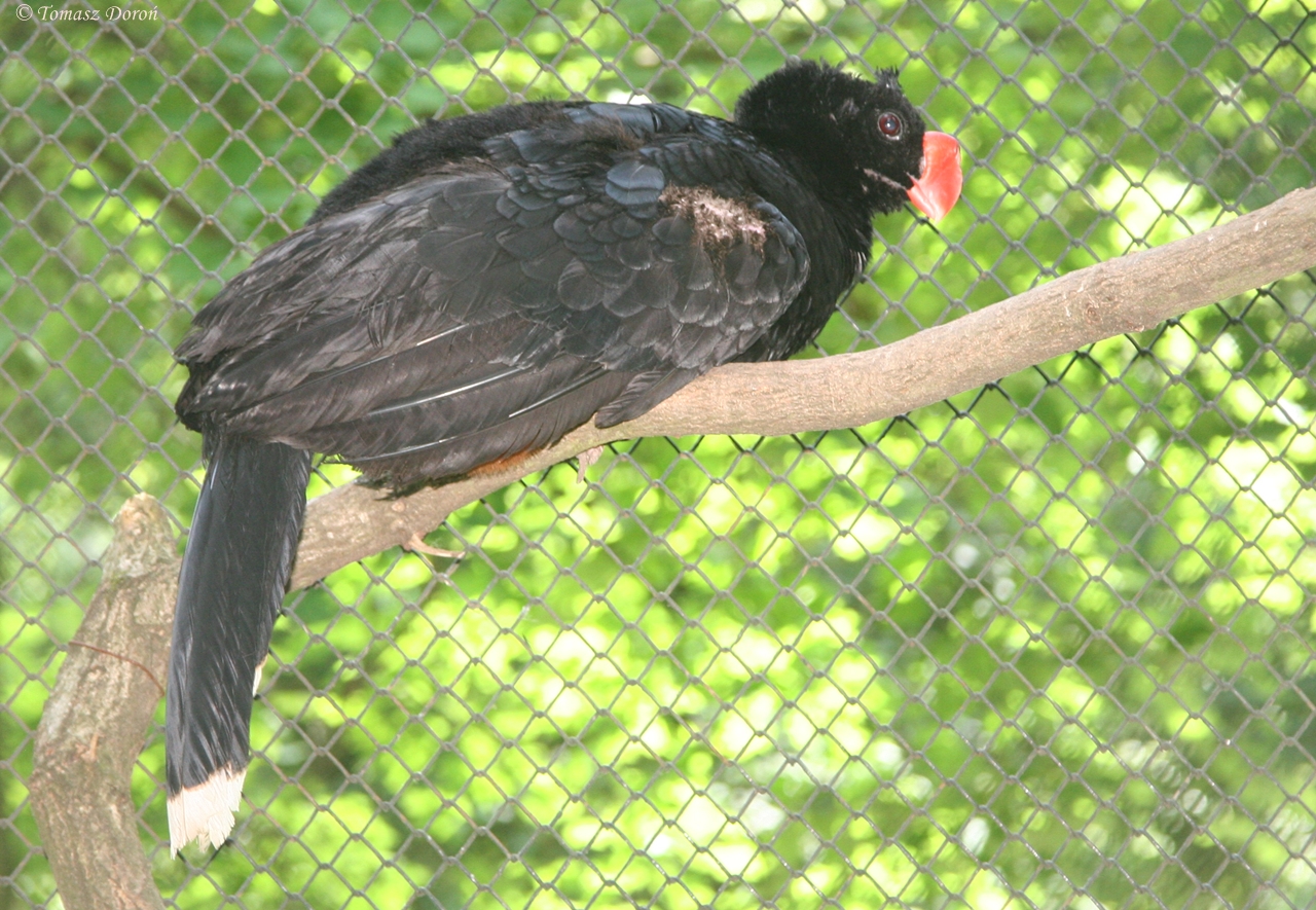 Razor-billed Curassow (Mitu tuberosa)