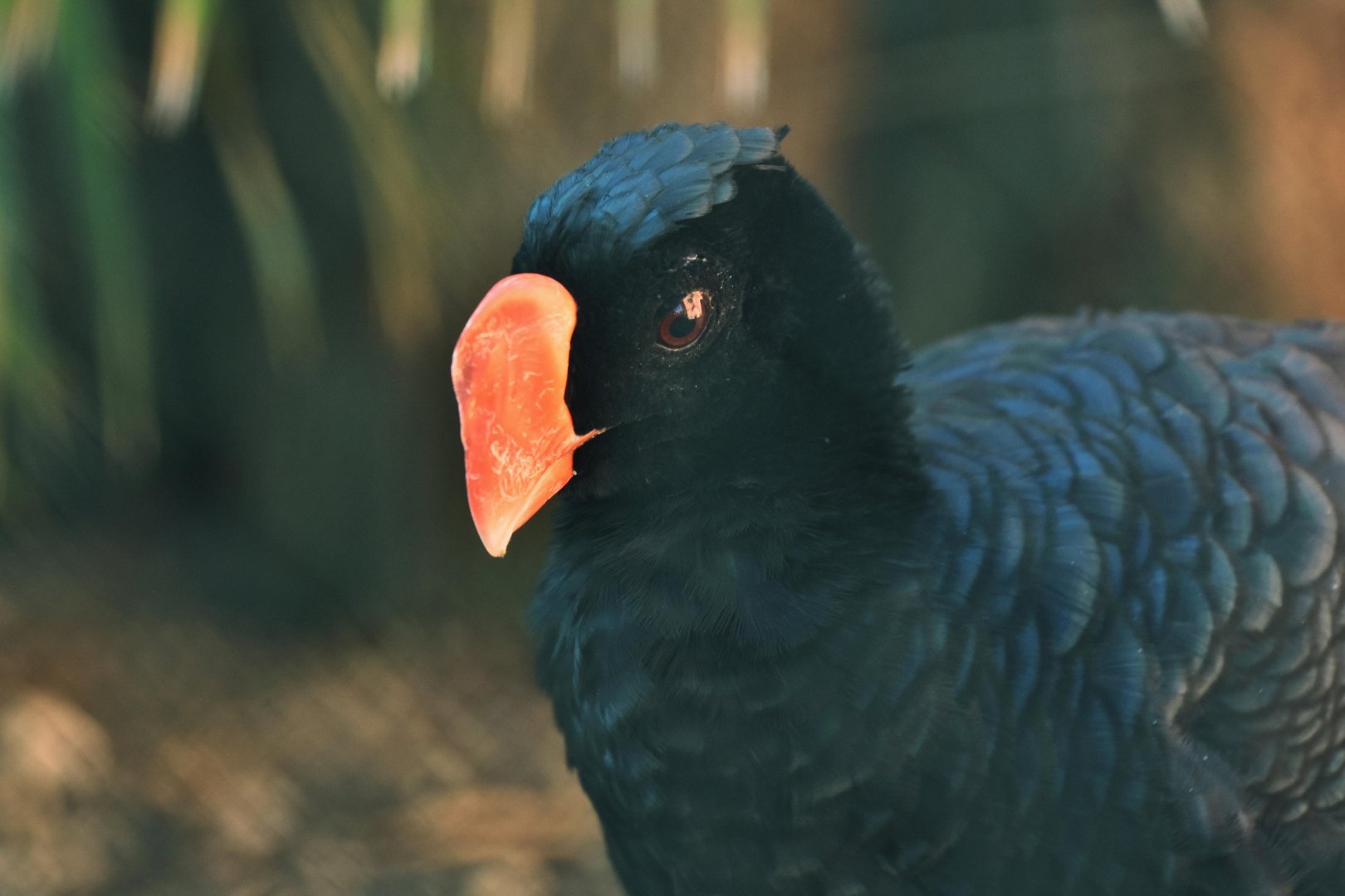 Razor-billed Curassow (Mitu tuberosa)