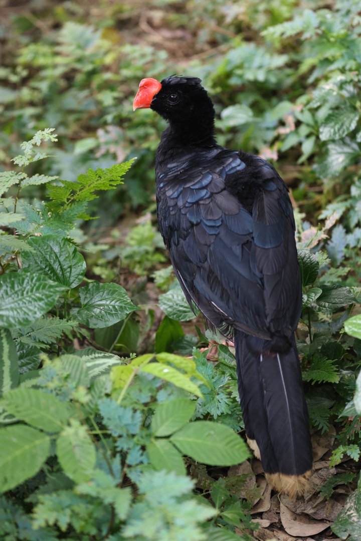 Razor-billed Curassow (Mitu tuberosum) - Amazonian Jewels