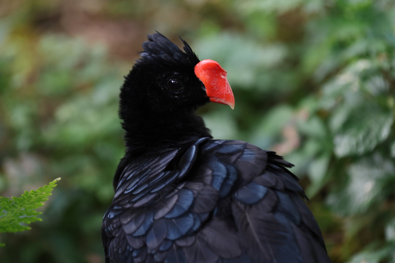 Razor-billed Curassow (Mitu tuberosum) - Amazonian Jewels
