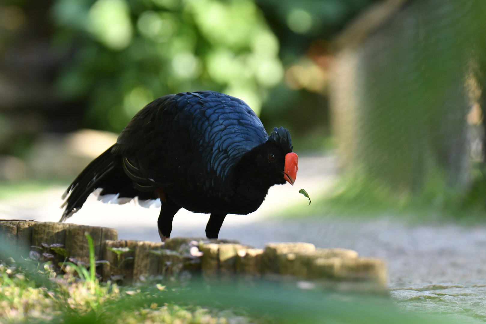 Razor-billed Curassow Mitu tuberosum