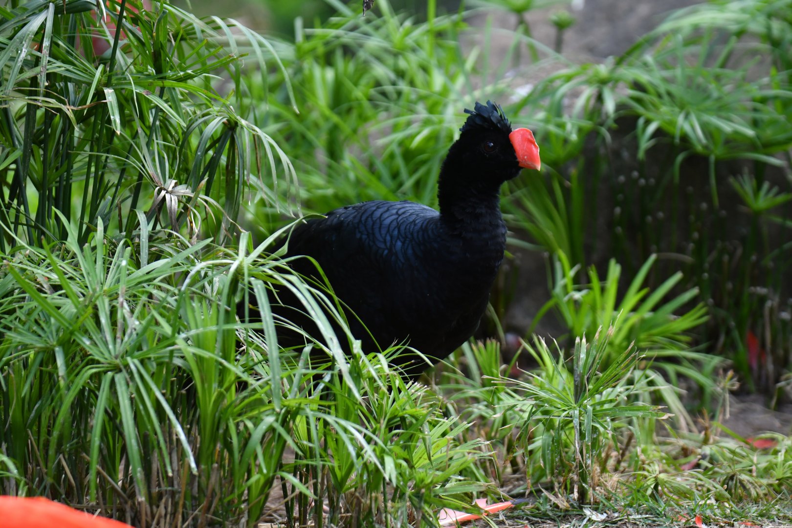 Razor-billed Curassow Mitu tuberosum