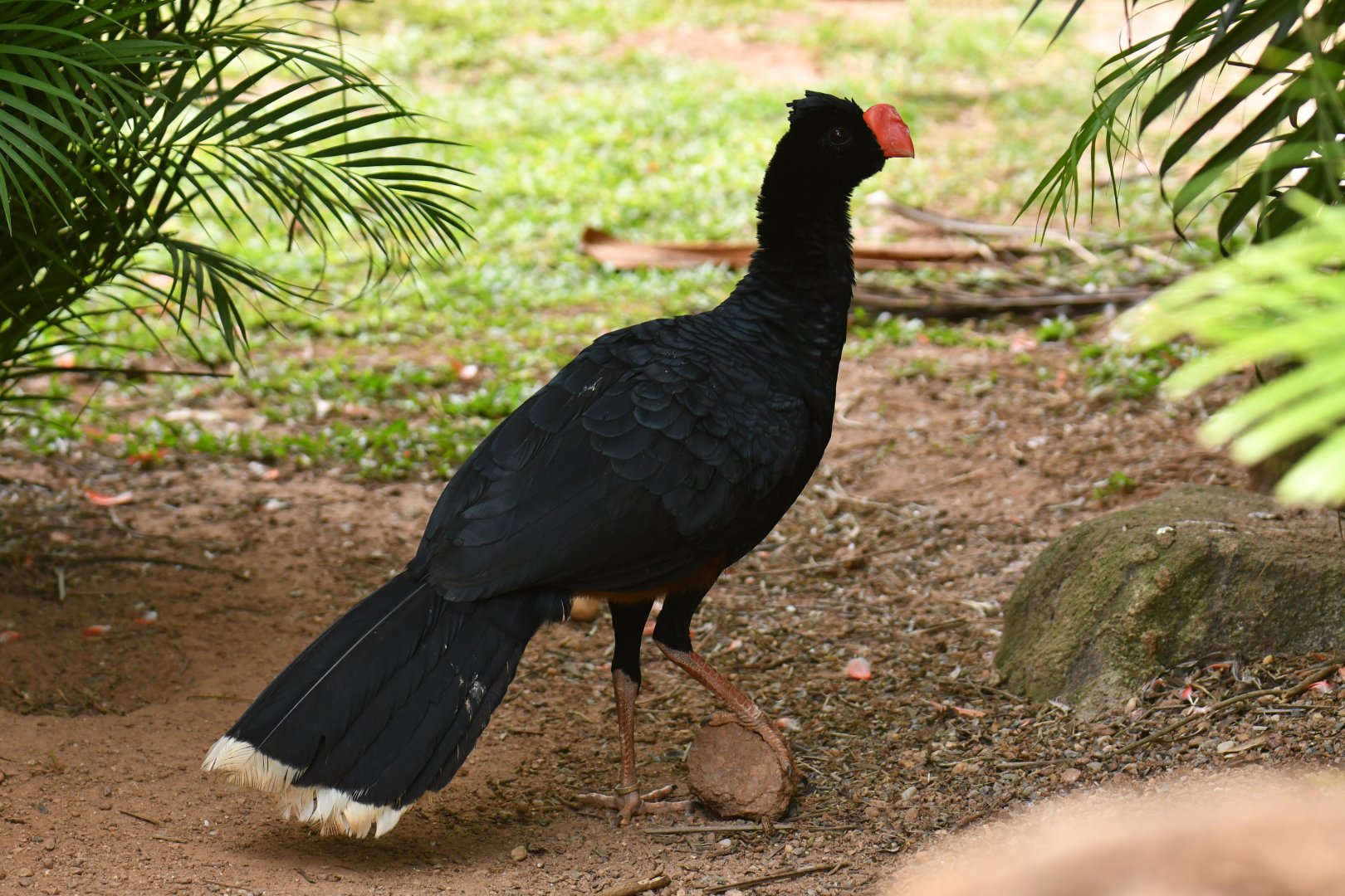 Razor-billed Curassow Mitu tuberosum