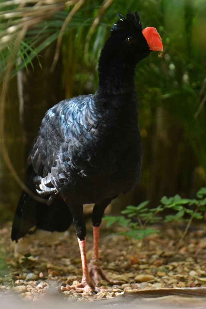 Razor-billed Curassow Mitu tuberosum