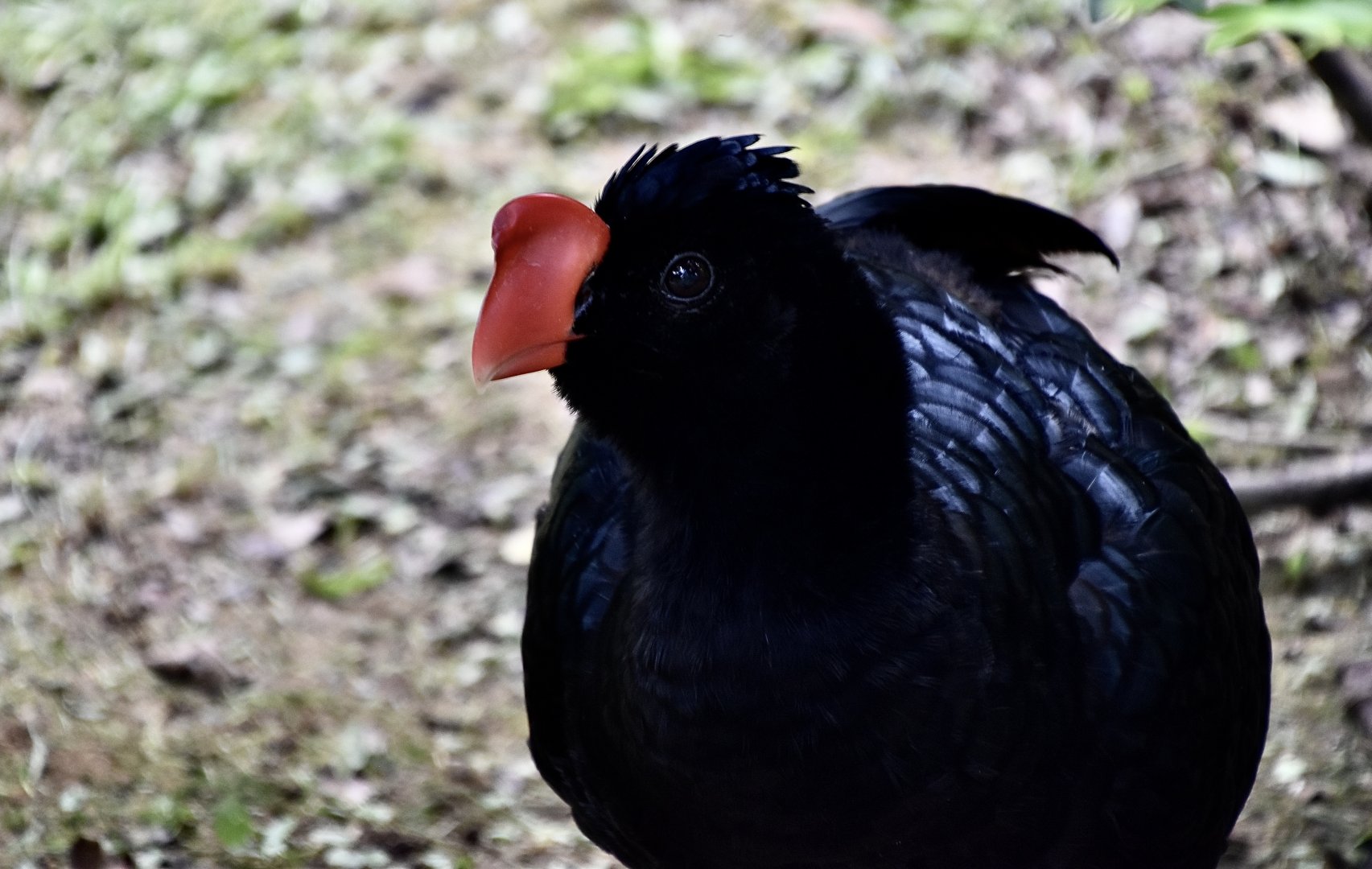Razor-Billed Curassow (Mitu tuberosum)