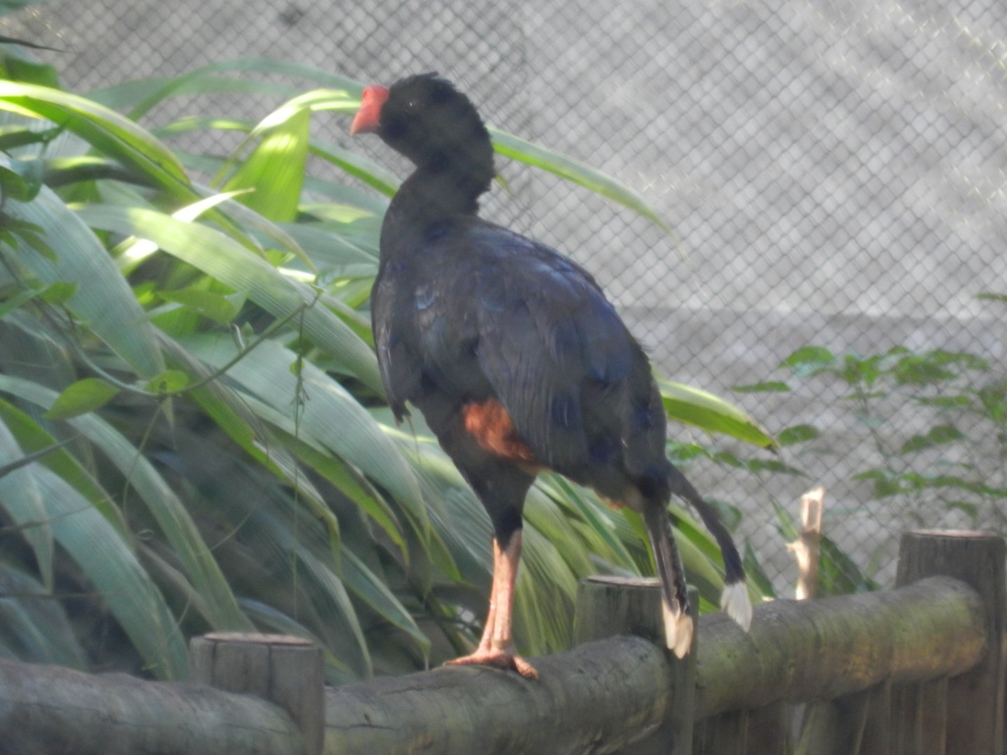 Razor-billed curassow - Salvador zoo (PZGV)
