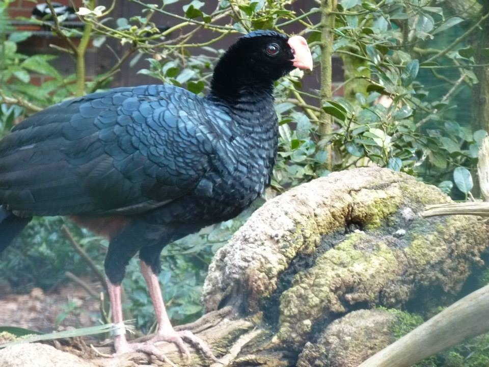 Razor billed curassow