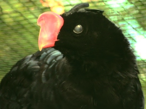 Razor-billed Curassow