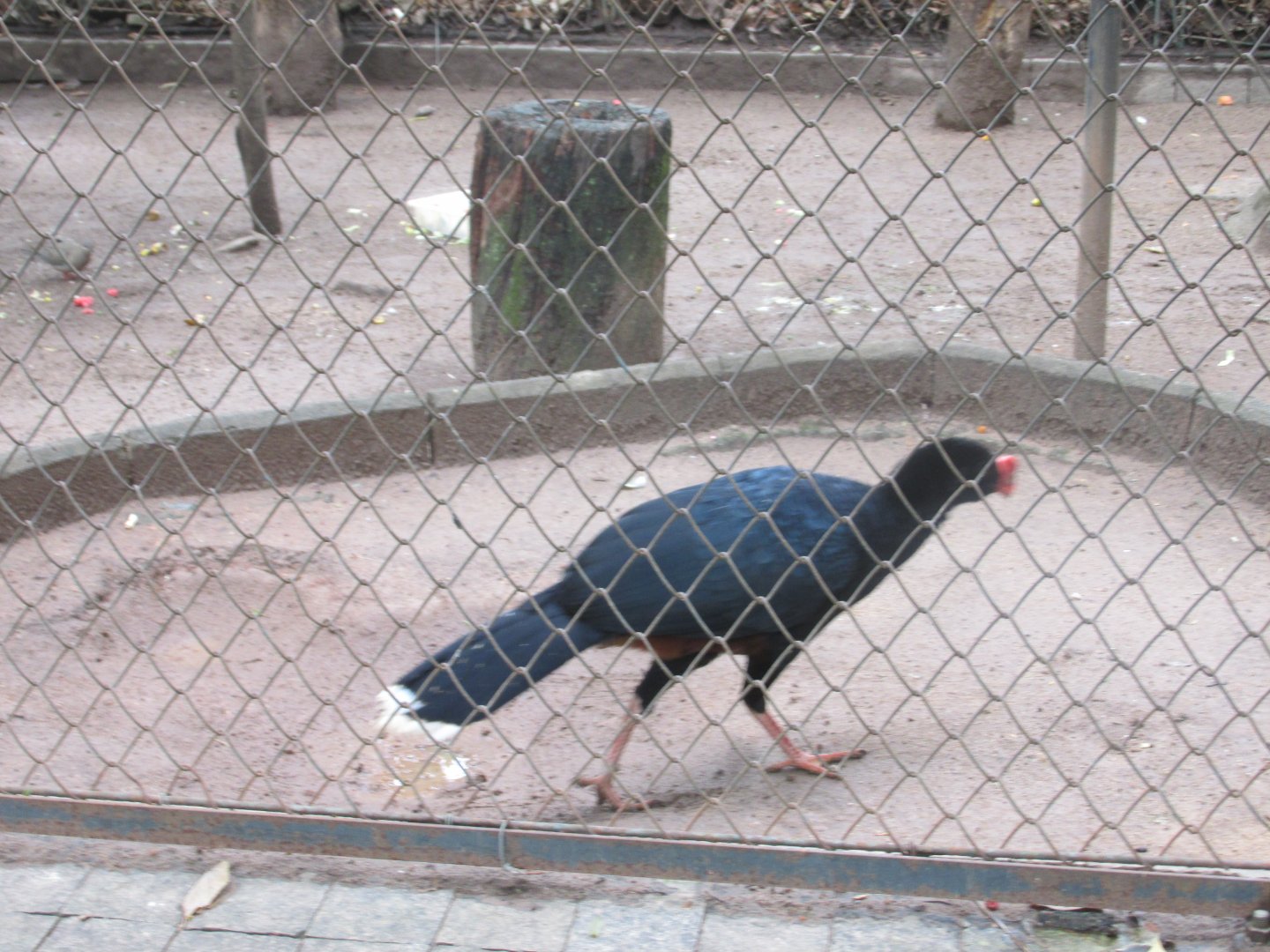 razor billed curassow