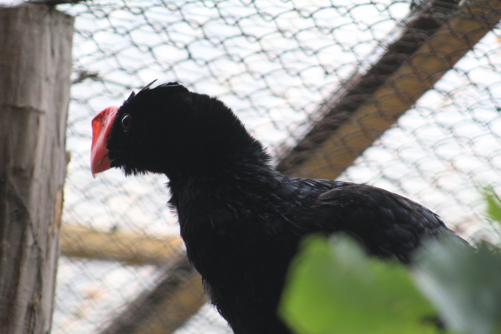 Razor-Billed Curassow