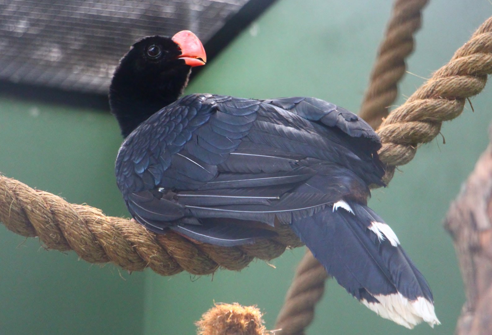 Razor-billed Curassow