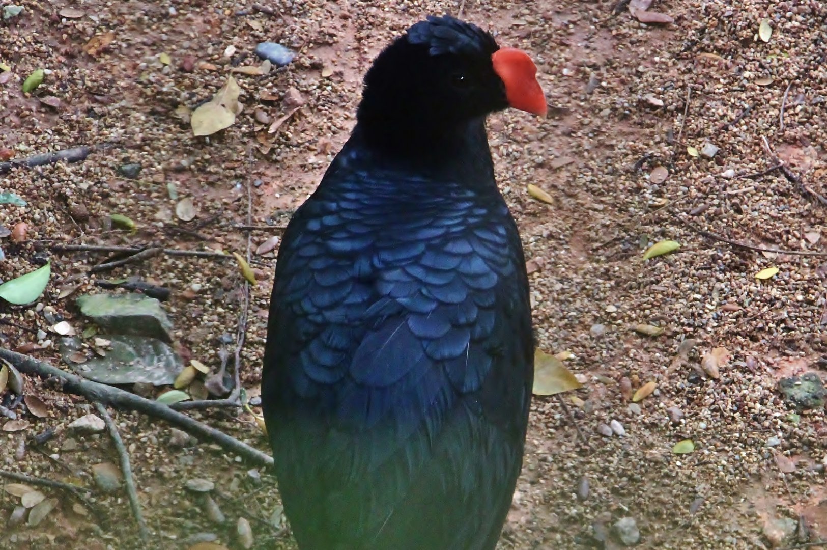Razor-billed Curassow