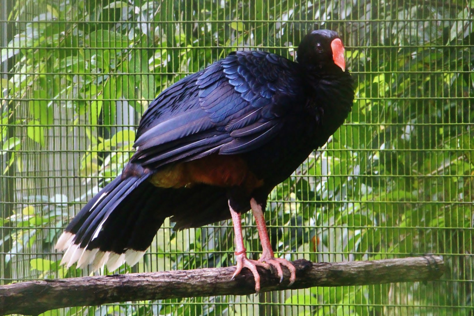 Razor-billed Curassow