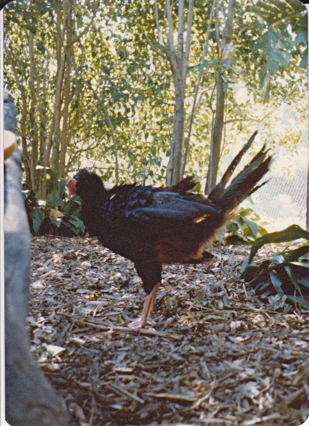 Razor-billed Curassow