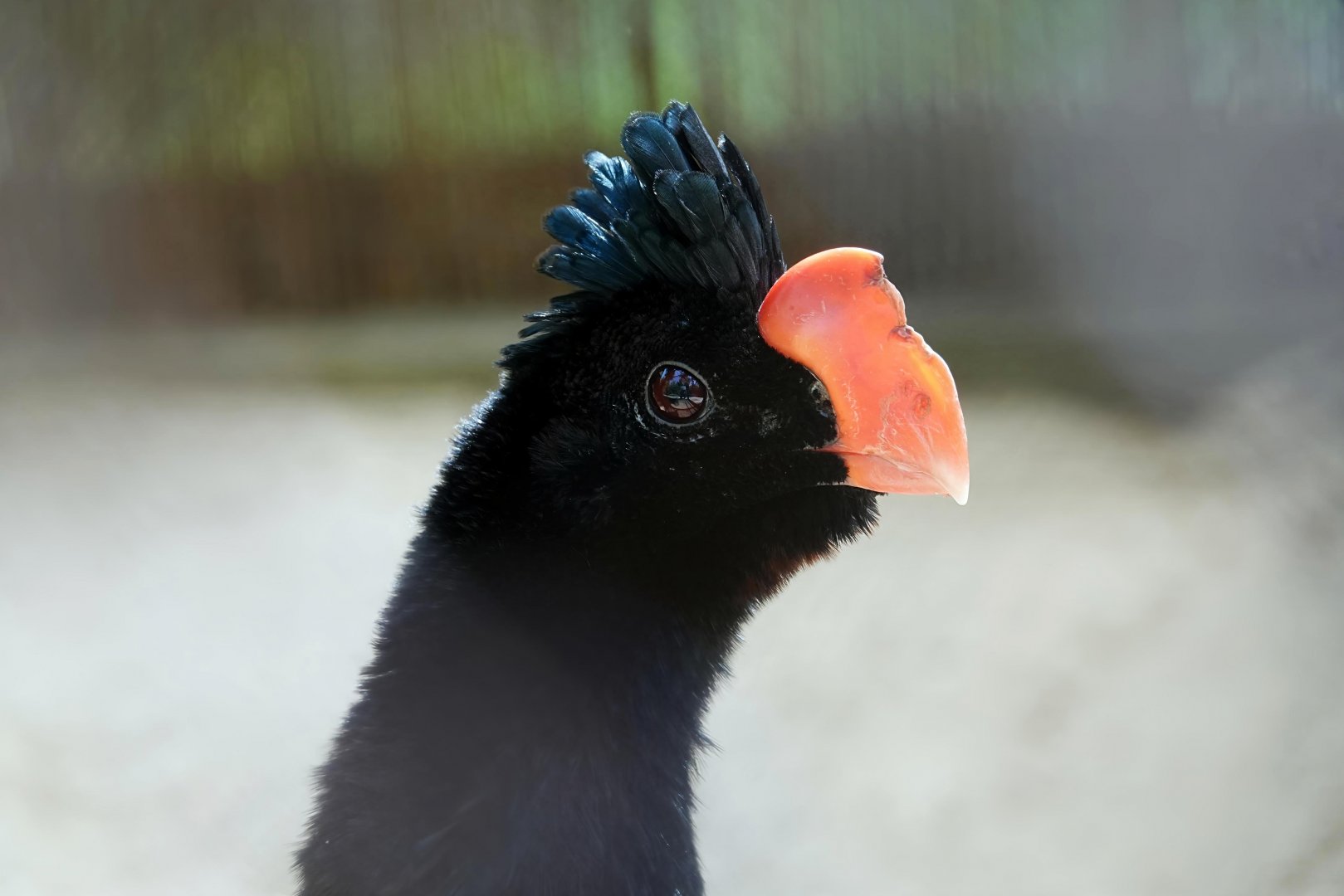 Razor-billed curassow